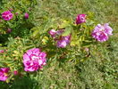 rosa damascena