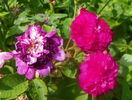 Rose Marie Viaud
