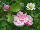Milrose