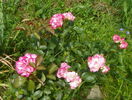 Bordure Rose