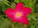 Rose of Picardy