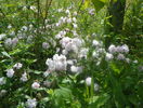 Paul's Himalayan Musk