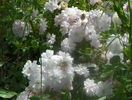 Paul's Himalayan Musk