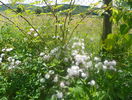 Pauls Himalayan Musk
