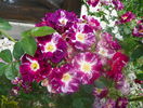 Purple Splash