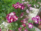 Purple Splash