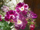 Purple Splash