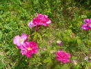 Gallica Officinalis
