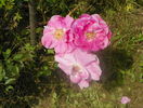 Katy Road Pink