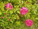 Heidetraum