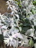 Stachys bizantina