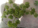pierduta