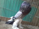 MASCUL
