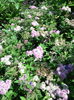 Spirea
