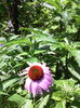 Echinacea