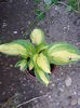 hosta 12 lei
