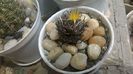 Turbinicarpus schmiedickeanus