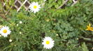 DSC05715