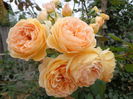 DSC04267