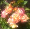 augusta_louise19iun2016