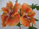 DSC04020