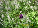 SAM_0805
