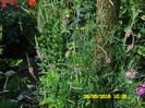 SAM_0806
