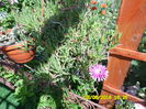 SAM_0847