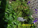 SAM_0850
