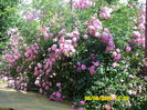SAM_0856