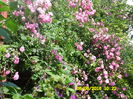 SAM_0858