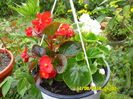 Begonia semperflorens