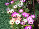 Mesembrianthemum