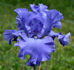 Yaquina blue