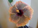 DSC04197