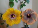 DSC04204