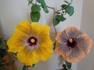 DSC04205