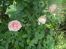 DSCN9516