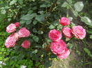 DSCN9517