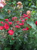 DSCN9546