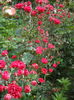 DSCN9547