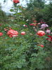 DSCN9567