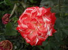DSCN9572