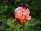 DSCN9581