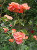 DSCN9582