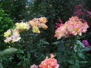 DSCN9586