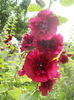 DSCN9552