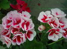 DSCN9494
