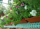 DSCN9608