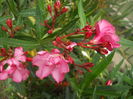 DSCN9627